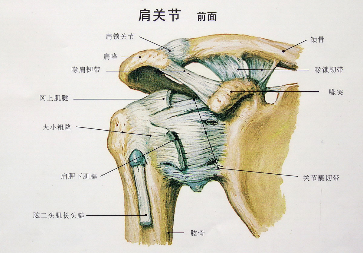 胸锁关节的位置示意图图片